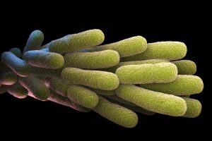 legionellen-desinfektion-300×200 pseudomonaden-