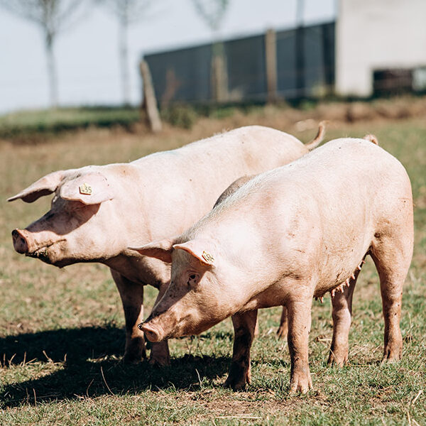 asp-schweinegrippe